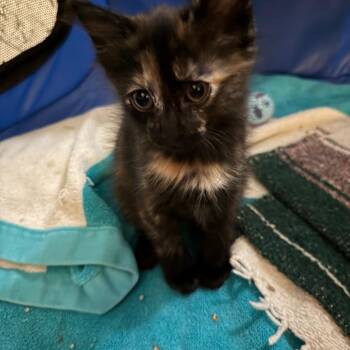 Hazel -  Domestic Medium Hair Cat for Adoption in Chino Hills, California - Hazel | PetCurious