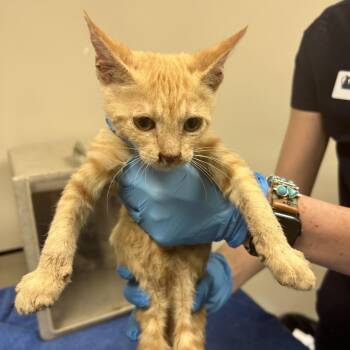 Russ -  Domestic Short Hair Cat for Adoption in Reno, Nevada - Russ | PetCurious