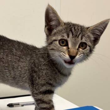 Harley -  Domestic Short Hair Cat for Adoption in Nashville, Tennessee - Harley | PetCurious