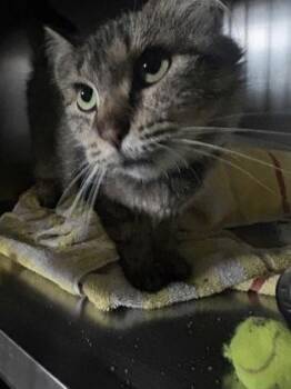 Pene -  Domestic Long Hair and Domestic Short Hair Cat for Adoption in Burlington, Wisconsin - Pene | PetCurious
