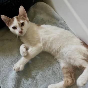 Triscuit (bonded to Cheese-it) -  Domestic Short Hair Cat for Adoption in Austin, Texas - Triscuit (bonded To Cheese-it) | PetCurious