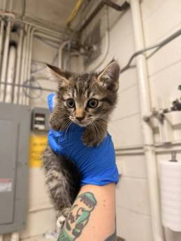 Luke -  Domestic Short Hair Cat for Adoption in Fruit Heights, Utah - Luke | PetCurious