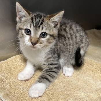 Zephyr -  Domestic Short Hair Cat for Adoption in Redwood City, California - Zephyr | PetCurious
