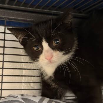 Daphne -  Domestic Short Hair Cat for Adoption in Hampton Bays, New York - Daphne | PetCurious