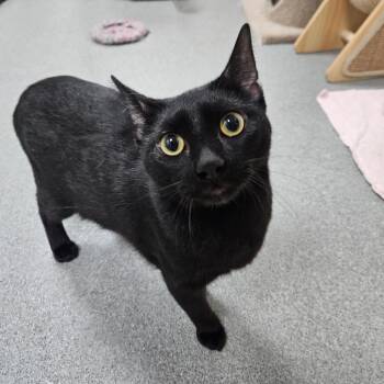 Scoot -  Domestic Short Hair Cat for Adoption in Gainesville, Florida - Scoot | PetCurious