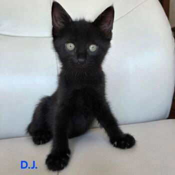 D. J. -  Domestic Short Hair Cat for Adoption in Dekalb, Illinois - D. J. | PetCurious