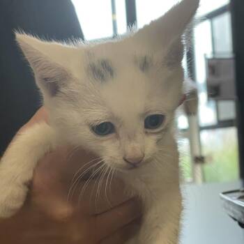 Wooly Willy -  Domestic Short Hair Cat for Adoption in Goleta, California - Wooly Willy | PetCurious
