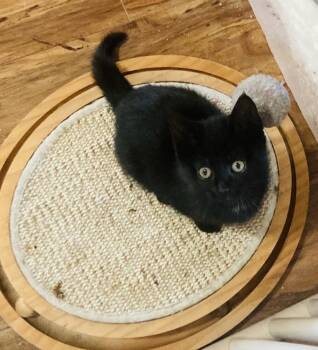 Domestic Short Hair Cats Available for Adoption in Pinole, California - Tilly | PetCurious