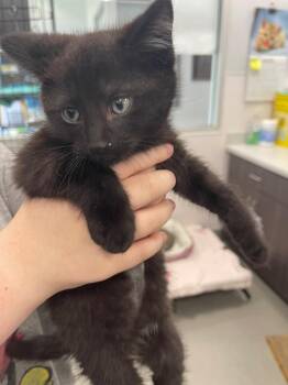 Domestic Long Hair Cats Available for Adoption - Stanford (PA) | PetCurious