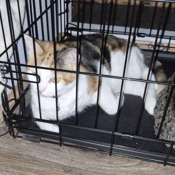 Mamas -  Domestic Medium Hair Cat for Adoption in Philadelphia, Pennsylvania - Mamas | PetCurious
