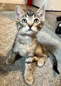 Ferrari -  Domestic Short Hair Cat for Adoption in Millcreek, Utah - Ferrari | PetCurious