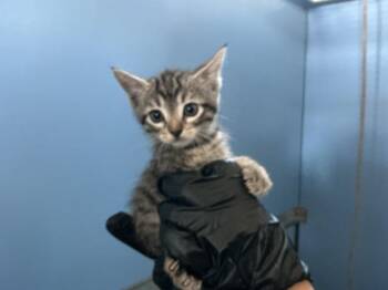 SIERRA -  Domestic Short Hair Cat for Adoption in San Bernardino, California - SIERRA | PetCurious