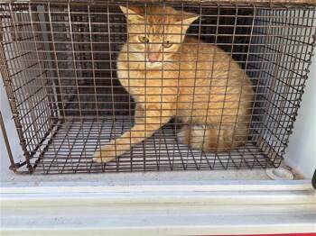 BROWNIE -  Domestic Short Hair Cat for Adoption in Houston, Texas - BROWNIE | PetCurious