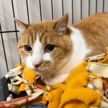 Peter Tiger -  Domestic Short Hair Cat for Adoption in Bloomington, Illinois - Peter Tiger | PetCurious