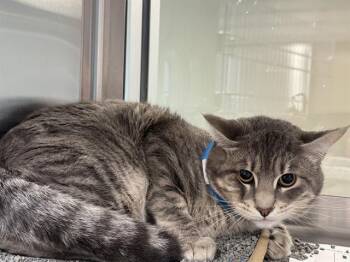 ANDREW -  Domestic Short Hair Cat for Adoption in Grand Prairie, Texas - ANDREW | PetCurious