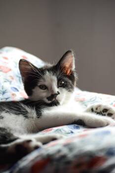 Sean -  Domestic Short Hair Cat for Adoption in Fruit Heights, Utah - Sean | PetCurious