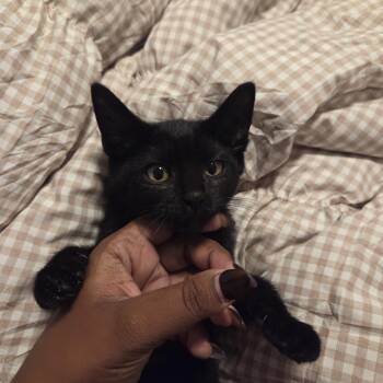 Raven -  Tuxedo Cat for Adoption in Bayonne, New Jersey - Raven | PetCurious