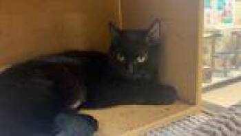 Domestic Short Hair Cats Available for Adoption - Tina | PetCurious