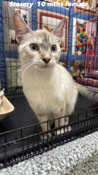 Stormy -  Siamese and American Shorthair Cat for Adoption in Fort Payne, Alabama - Stormy | PetCurious