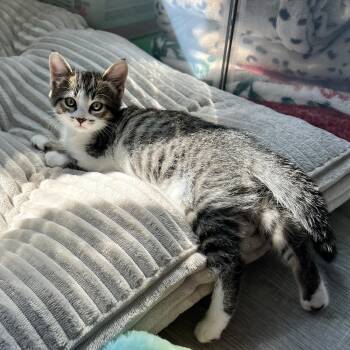 Domestic Medium Hair Cats Available for Adoption in New Bern, North Carolina - April | PetCurious