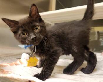 COAL -  Domestic Medium Hair Cat Available for Adoption in St. Louis, Missouri - COAL | PetCurious
