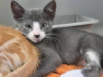 STERLIN -  Domestic Short Hair Cat for Adoption in Salinas, California - STERLIN | PetCurious