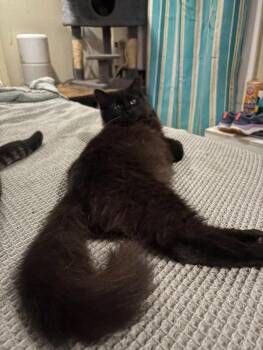 Aladdin -  Domestic Long Hair Cat for Adoption in Milton, Delaware - Aladdin | PetCurious