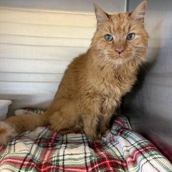 Gerald -  Domestic Medium Hair Cat for Adoption in Concord, New Hampshire - Gerald | PetCurious