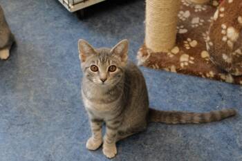 Rescue American Shorthair Cats for Adoption in Urbana, Ohio - Tamir | PetCurious