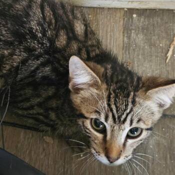 Domestic Short Hair Cats Available for Adoption in Yucaipa, California - Creon | PetCurious