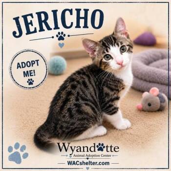 JERICHO -  Domestic Short Hair Cat for Adoption in Wyandotte, Michigan - JERICHO | PetCurious
