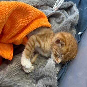 Domestic Short Hair Cats Available for Adoption in Wahiawa, Hawaii - Orange Pop | PetCurious