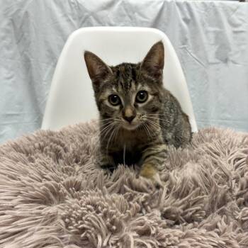 Domestic Short Hair Cats Available for Adoption in East Hampton, New York - Cagney | PetCurious