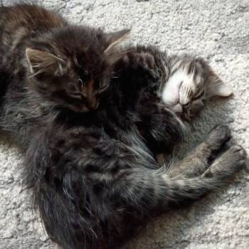 Buttercream - Home to Home -  Domestic Short Hair Cat for Adoption in South Elgin, Illinois - Buttercream - Home To Home | PetCurious