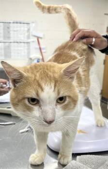 Domestic Short Hair Cats Available for Adoption - GREGORY | PetCurious