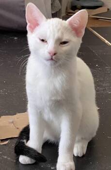 Marshmallow -  Domestic Short Hair Cat for Adoption in Springfield, Oregon - Marshmallow | PetCurious