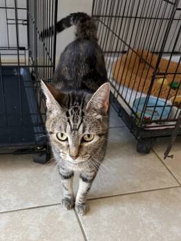 Silverstorm -  Domestic Short Hair Cat for Adoption in INDN HBR BCH, Florida - Silverstorm | PetCurious