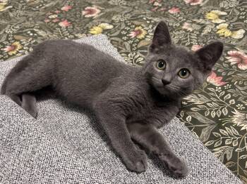 Critter -  Domestic Short Hair Cat for Adoption in Burnaby, British Columbia - Critter | PetCurious