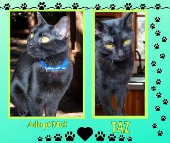 American Shorthair Cats Available for Adoption - Taz | PetCurious
