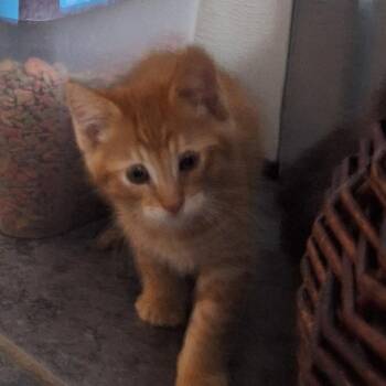 Dunn -  Domestic Short Hair Cat for Adoption in Grantsville, Utah - Dunn | PetCurious