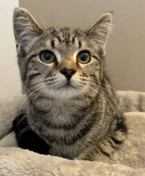 Sythia -  Domestic Short Hair Cat for Adoption in Elkins, West Virginia - Sythia | PetCurious