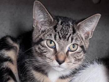 Carolina -  Tabby Cat for Adoption in Powell, Ohio - Carolina | PetCurious