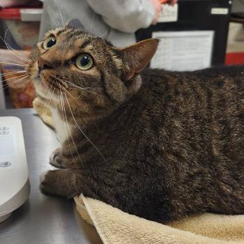 Coco -  Domestic Short Hair Cat for Adoption in Murray, Utah - Coco | PetCurious