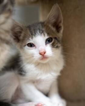 Wridley -  Domestic Short Hair Cat for Adoption in Pequot Lakes, Minnesota - Wridley | PetCurious
