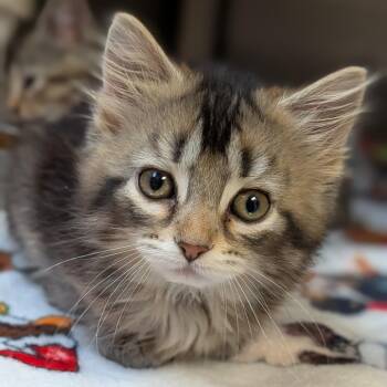 Domestic Medium Hair Cats Available for Adoption in Milan, Illinois - Fluffy | PetCurious