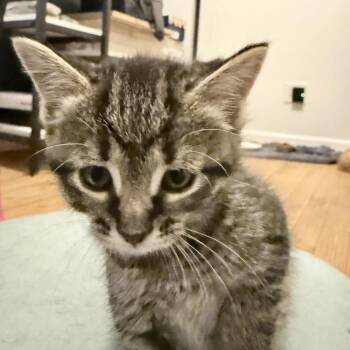 Leia -  Domestic Short Hair Cat for Adoption in La Grange, Kentucky - Leia | PetCurious