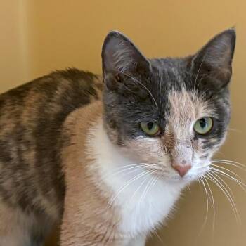 Domestic Short Hair Cats Available for Adoption in East Hanover, New Jersey - Maybelle | PetCurious