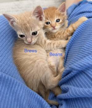 Beans -  Domestic Short Hair Cat for Adoption in Fruit Heights, Utah - Beans | PetCurious