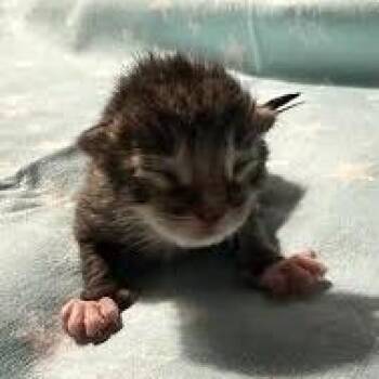 Benjamin Bunny -  Domestic Short Hair Cat for Adoption in Lynchburg, Virginia - Benjamin Bunny | PetCurious