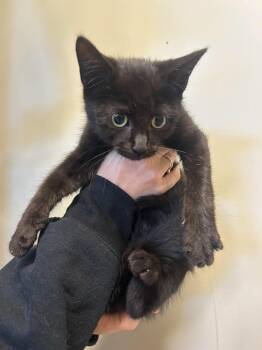 Raven -  Domestic Short Hair Cat for Adoption in Delson, Quebec - Raven | PetCurious